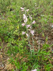 Penstemon australis