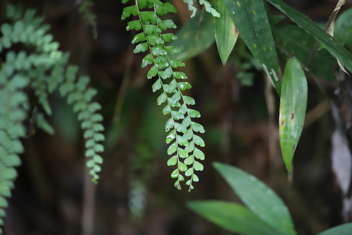Tembladora (Odontosoria scandens)