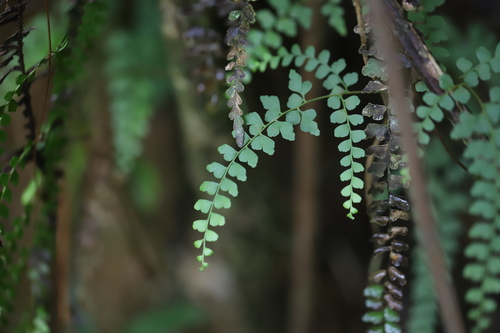 Image of Odontosoria scandens by (c) Steven Bodzin, some rights reserved (CC BY)