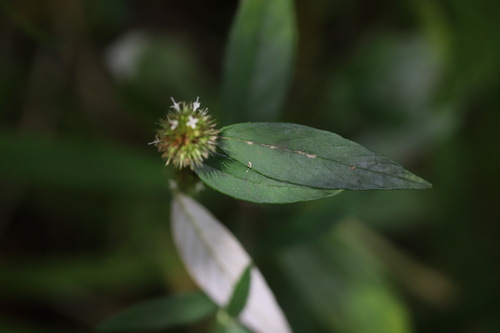 Image of Rolandra fruticosa by (c) Steven Bodzin, some rights reserved (CC BY)