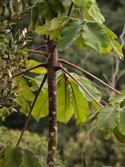Cecropia telenitida