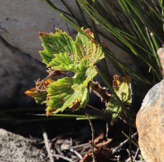 Pelargonium cucullatum strigifolium