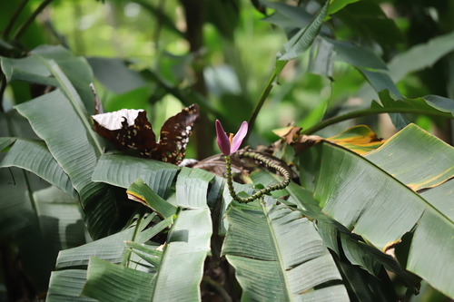 Image of Musa ornata by (c) Steven Bodzin, some rights reserved (CC BY)