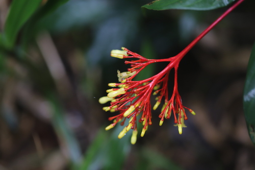 Image of Palicourea croceoides by (c) Steven Bodzin, some rights reserved (CC BY)