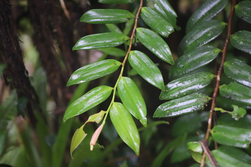 Image of Marcgravia rectiflora by (c) Steven Bodzin, some rights reserved (CC BY)