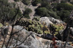 Oscularia caulescens