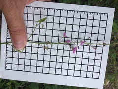Desmodium psilophyllum