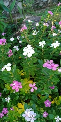 Catharanthus