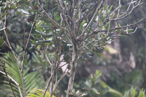 Image of Tabebuia rigida by (c) Steven Bodzin, some rights reserved (CC BY)