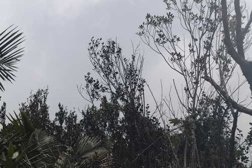 Image of Tabebuia rigida by (c) Steven Bodzin, some rights reserved (CC BY)