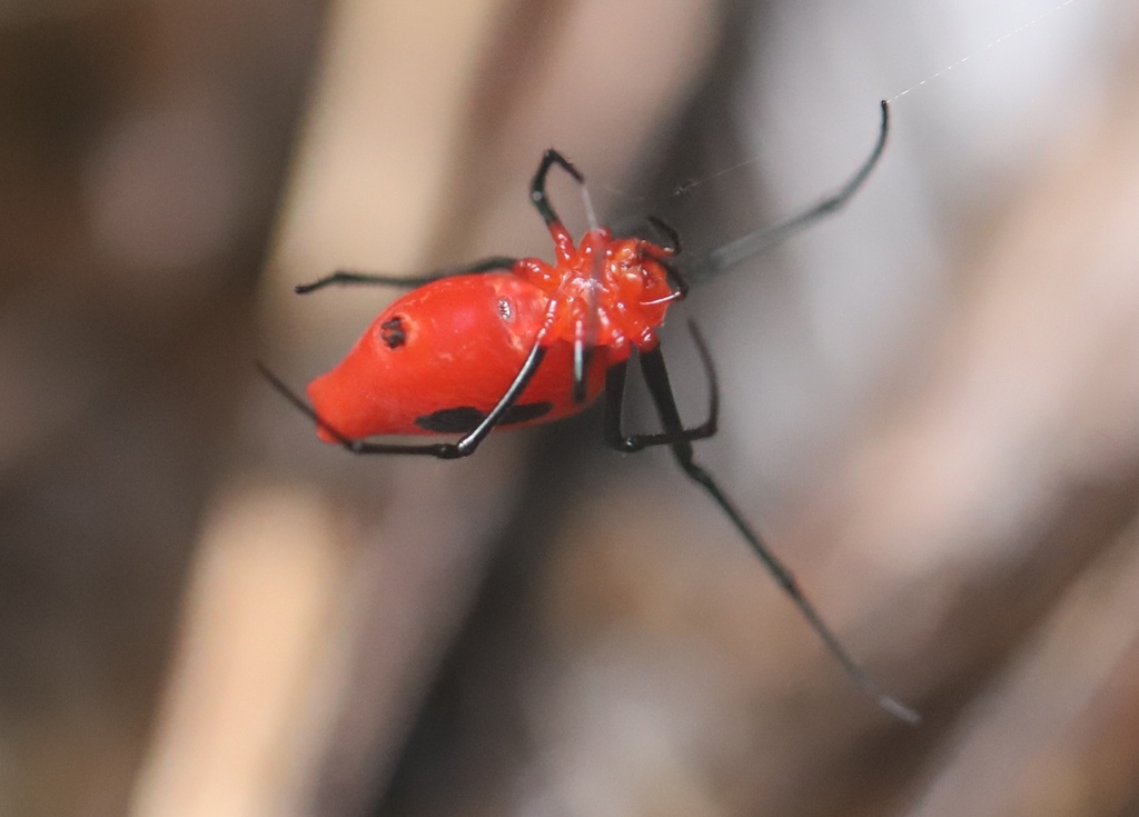 Dominican Spider