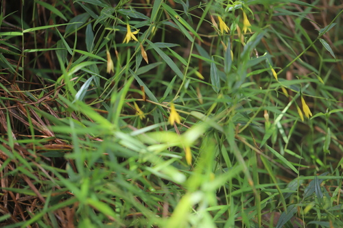 Image of Lisianthius laxiflorus by (c) Steven Bodzin, some rights reserved (CC BY)