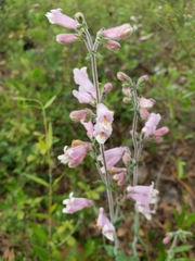 Penstemon australis