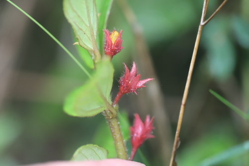 Image of Tibey De Cresta (Columnea ambigua) by (c) Steven Bodzin, some rights reserved (CC BY)