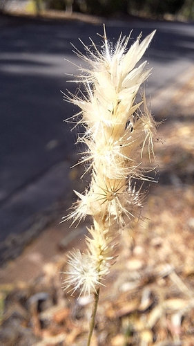 Image of Enneapogon nigricans by no rights reserved