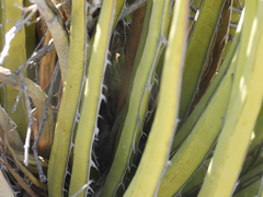 Agave albomarginata