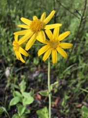 Arnica acaulis
