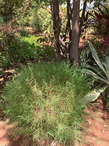 Pogonatherum crinitum iNat (2)
