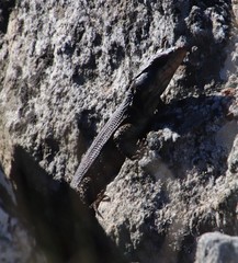 Pseudocordylus microlepidotus microlepidotus