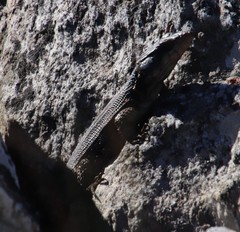 Pseudocordylus microlepidotus microlepidotus