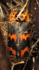 Pselaphacus puncticollis