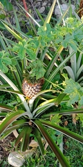 Ananas comosus