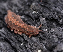 Ooperipatus centunculus