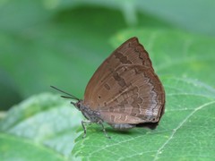 Arhopala japonica