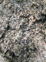 Solenopsis saevissima