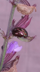 Chrysolina americana