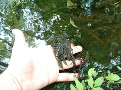 Fontinalis dalecarlica