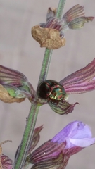 Chrysolina americana