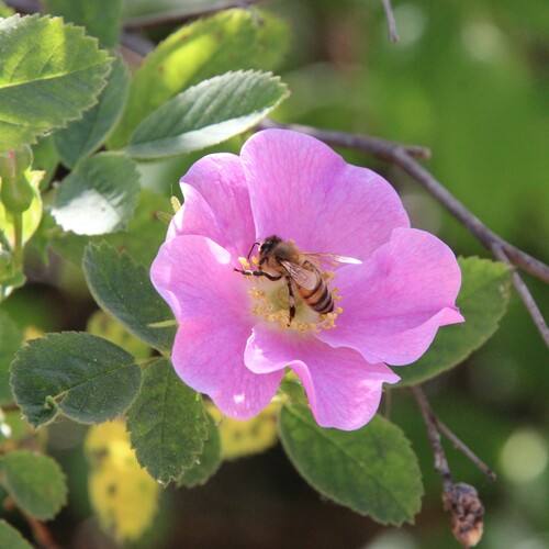 iNaturalist observation photo of Western Honey Bee