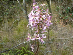 Cyrtochilum dipterum
