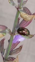 Chrysolina americana