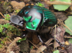 Oxysternon conspicillatum