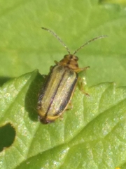 Xanthogaleruca luteola