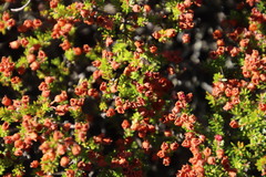 Erica curvirostris