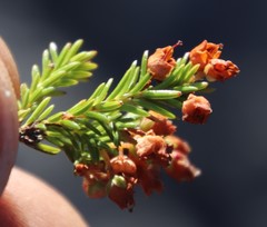 Erica curvirostris