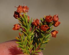 Erica curvirostris