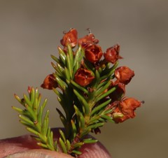 Erica curvirostris