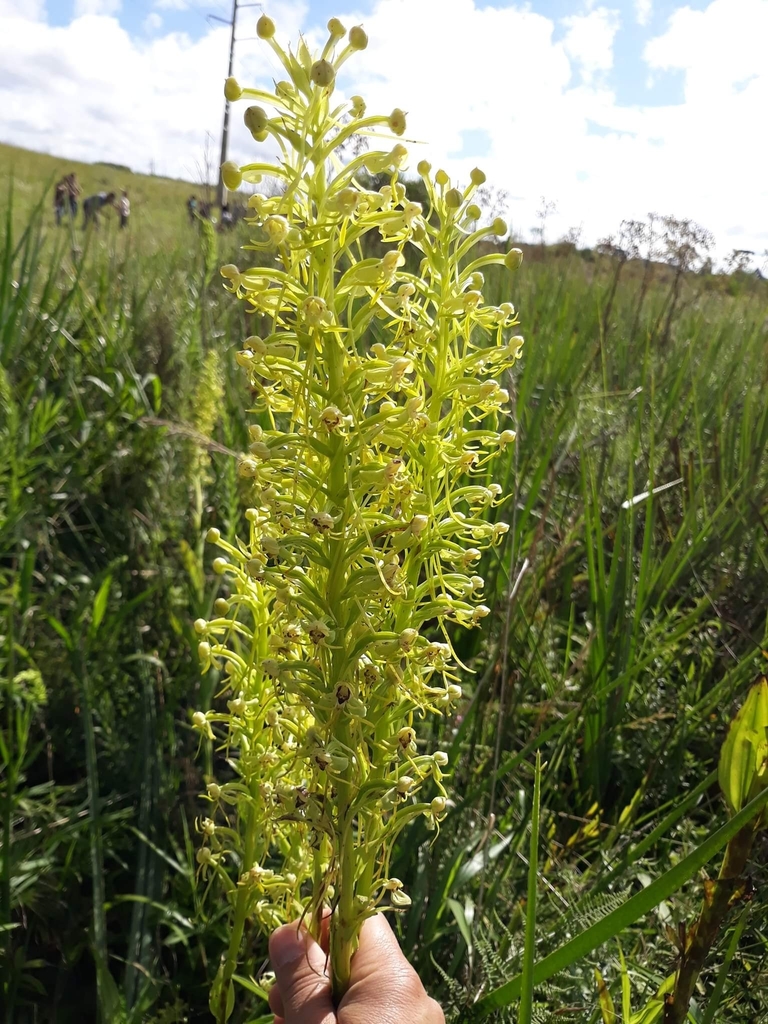 Habenaria megapotamensis