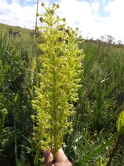 Habenaria megapotamensis