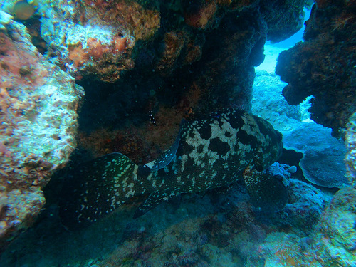 Blue-tailed cod (Epinephelus polyphekadion) — Serranidae — 5