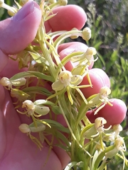 Habenaria megapotamensis