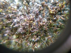 Schistidium apocarpum