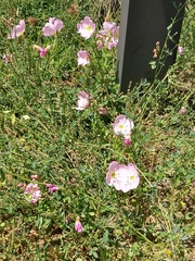 Oenothera speciosa