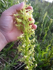 Habenaria megapotamensis