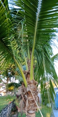 Arecaceae