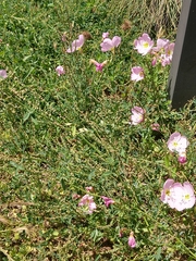 Oenothera speciosa